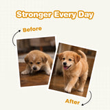 puppy supplements